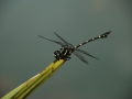 Dragonfly - macht dem Namen alle Ehre